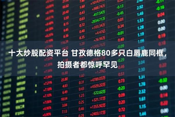 十大炒股配资平台 甘孜德格80多只白唇鹿同框，拍摄者都惊呼罕见